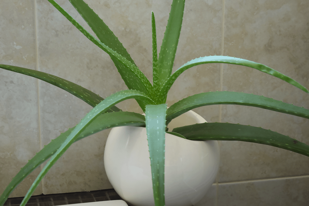 Charity Shop Round Plant Pot with Aloe Vera Plant
