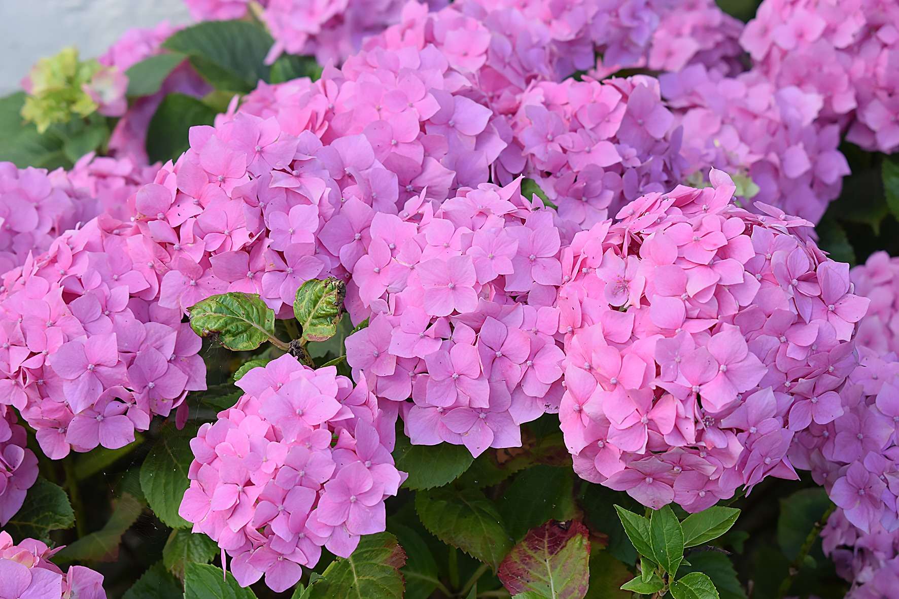 hydrangea