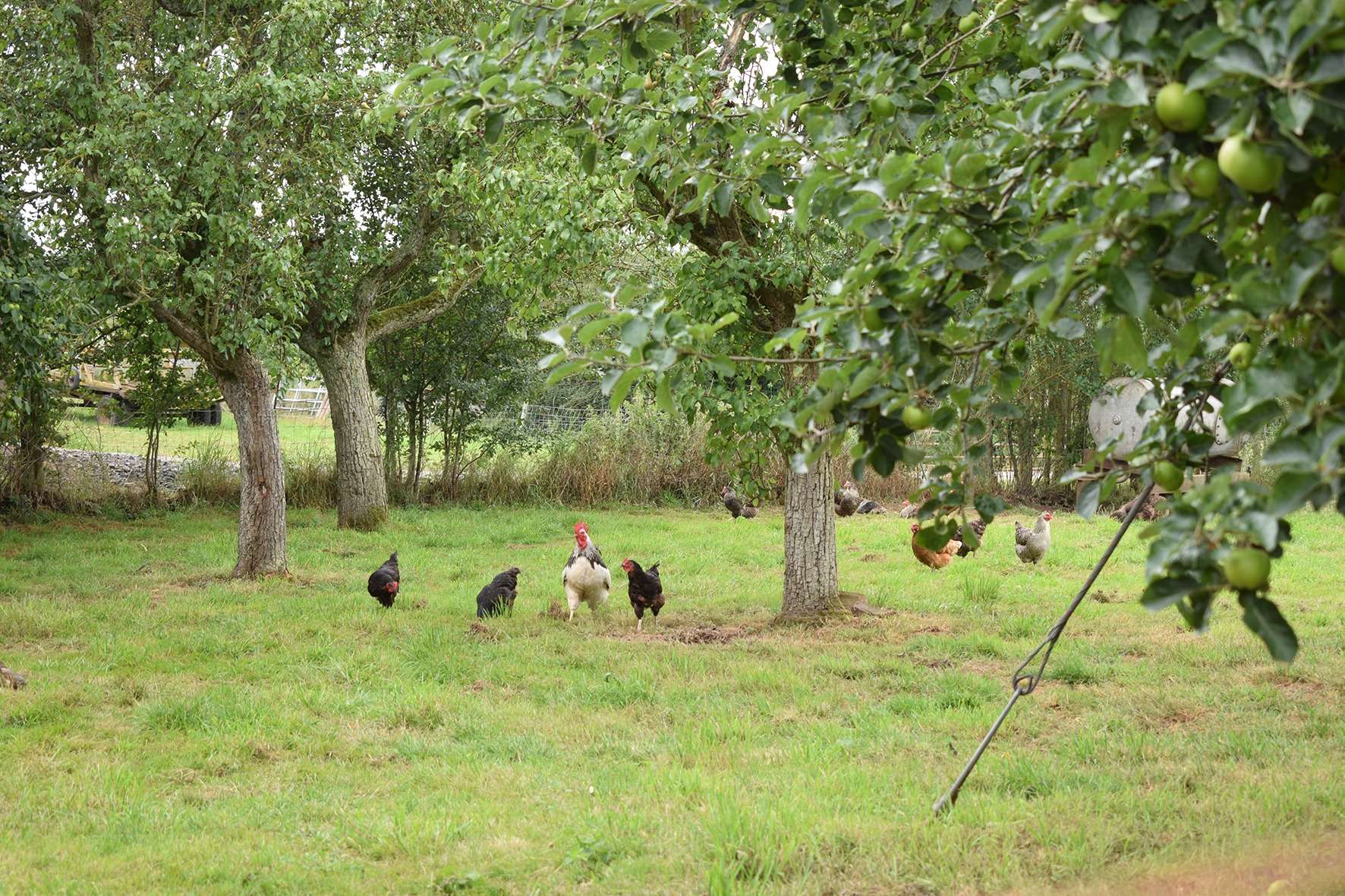 free range chickens