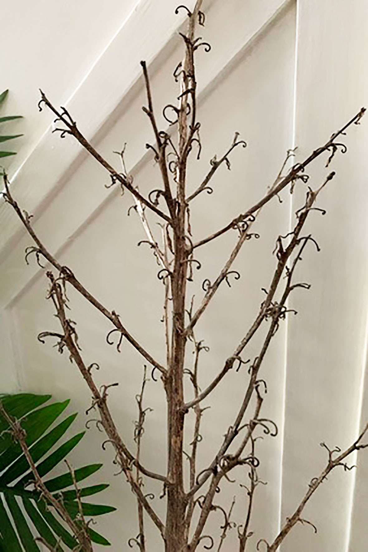 close up of yucca flower spike branch